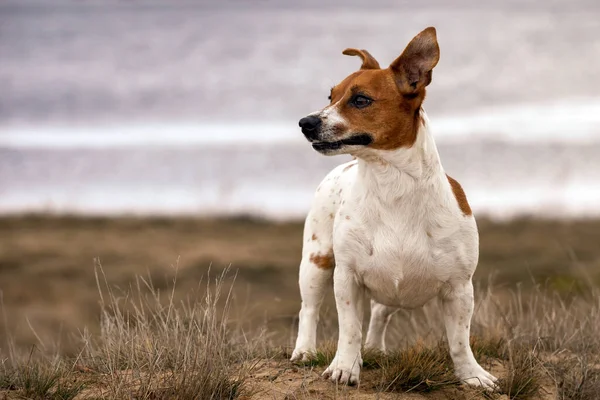 Jovem Jack Russell Terrier Areia — Fotografia de Stock