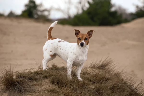 Jack Russell Terrier Sanden — Stockfoto