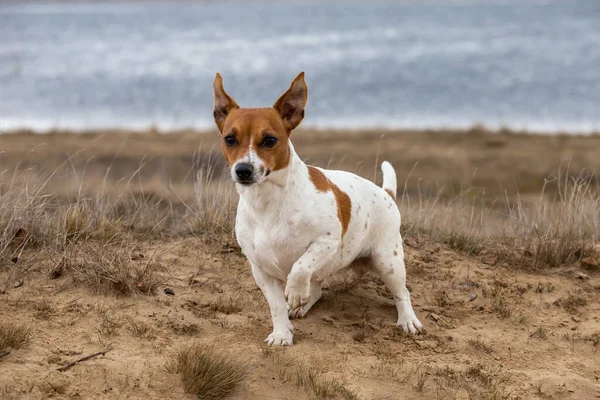 Jovem Jack Russell Terrier Areia — Fotografia de Stock