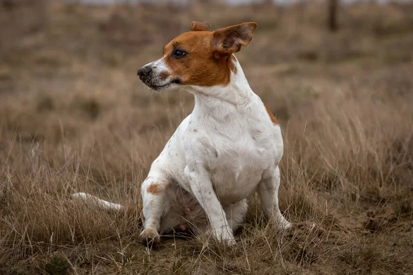 Jovem Jack Russell Terrier Grama — Fotografia de Stock