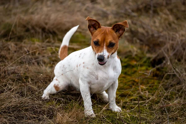 Joven Jack Russell Terrier Hierba — Foto de Stock