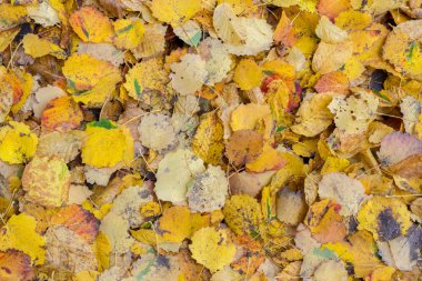 Sonbahar yapraklarının renkli arkaplanı