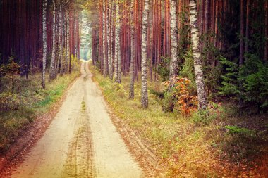 Sonbahar ormanı boyunca yol 