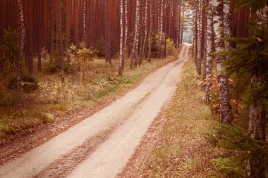 Sonbahar ormanı boyunca yol 