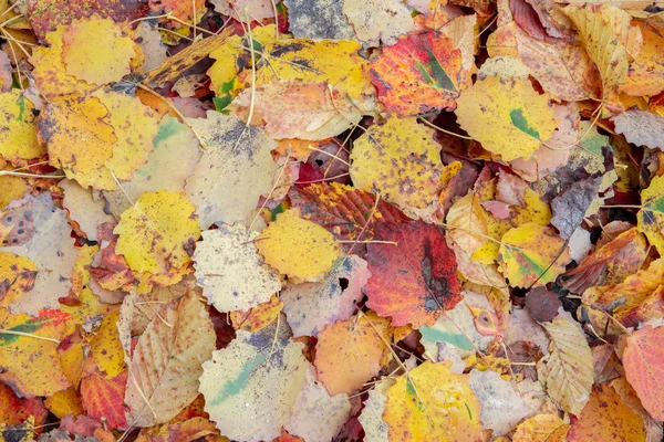 Bunter Hintergrund der Herbstblätter — Stockfoto