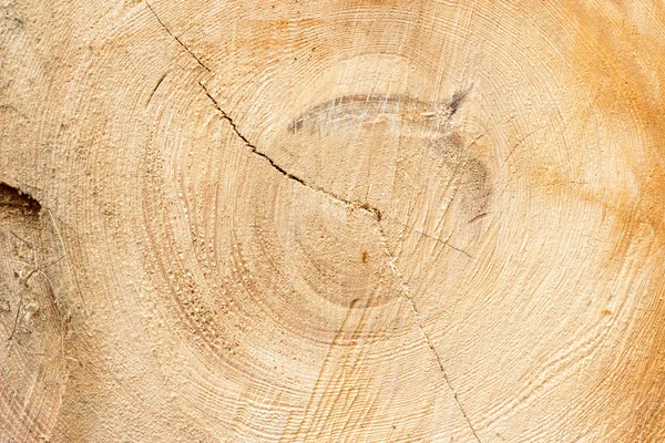 截面的树树干纹理或背景 — 图库照片