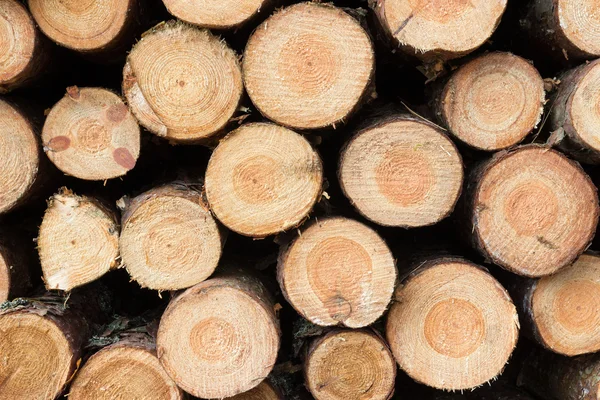 Stacked tree wood logs background — Stock Photo, Image