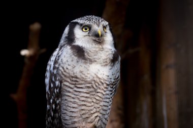 Ahşap dinlenme baykuş