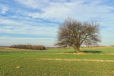 Tarladaki yalnız ağaç.