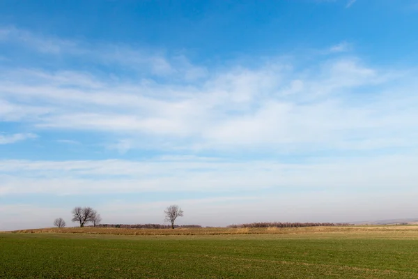 Albero solitario sul campo — Foto Stock