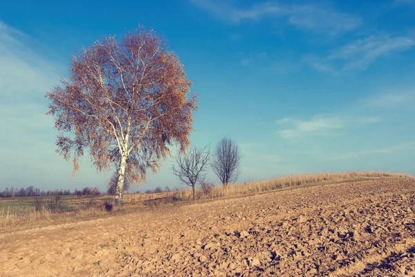 Самотнє дерево на полі — стокове фото