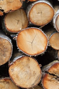 Kışa hazır odun yığını