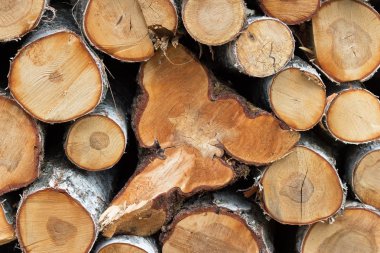 Kışa hazır odun yığını