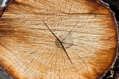 Kışa hazır odun yığını