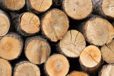 Kışa hazır odun yığını