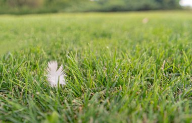 Pluma blanca ayık verde / Beyaz kuşlar yeşil çimlerin üzerinde tüy