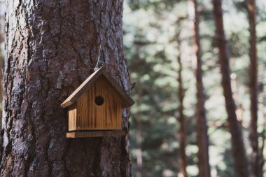 Casa de pajaro en el bosque colgada en un arbol / Birdhouse Ormanda bir ağaçta asılı