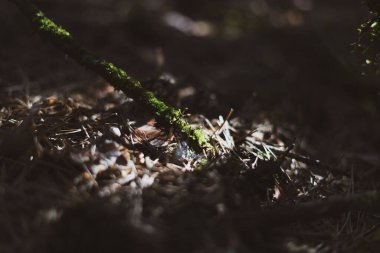 Rama verde en el bosque iluminada por la luz del sol / Ormanın güneş ışığıyla aydınlanan yeşil dalı