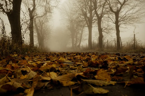 Herfst weg van de stilte Rechtenvrije Stockfoto's