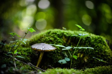 Mantar kadar yakın ve ormanda moss