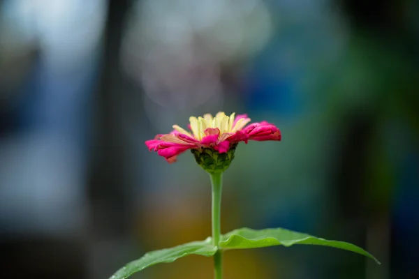 Belle fleur pour toujours — Photo