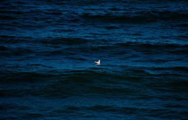 Yalnız kuş denizde Yüzme