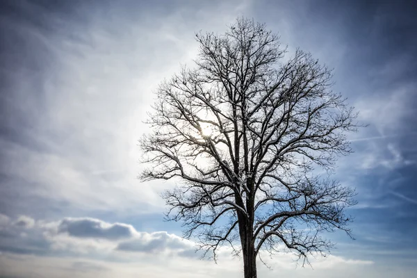 Tree with clouds in winter — Stock Photo, Image