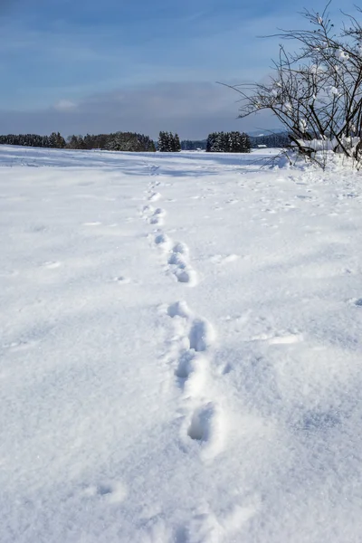 Hayvan ayak izleri karda — Stok fotoğraf