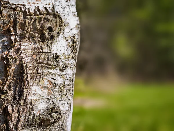 Březový strom pozadí — Stock fotografie