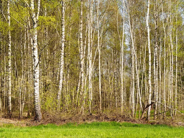 Foresta di betulle in primavera — Foto Stock