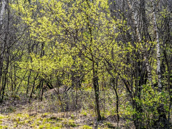 Groene bladeren in het zonlicht — Stockfoto