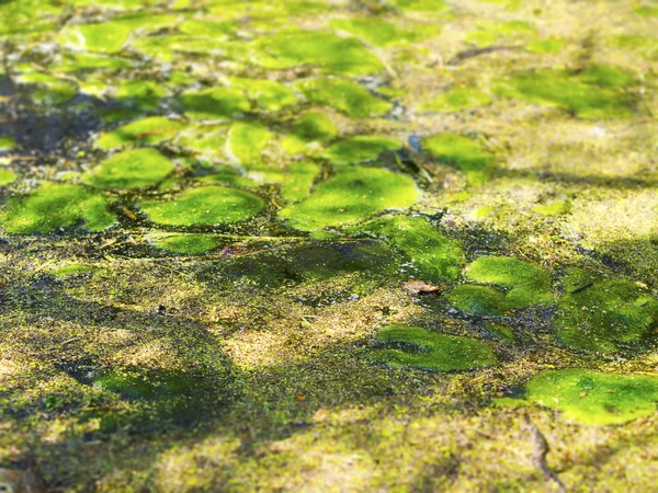 Pond with moss — Stock Photo, Image
