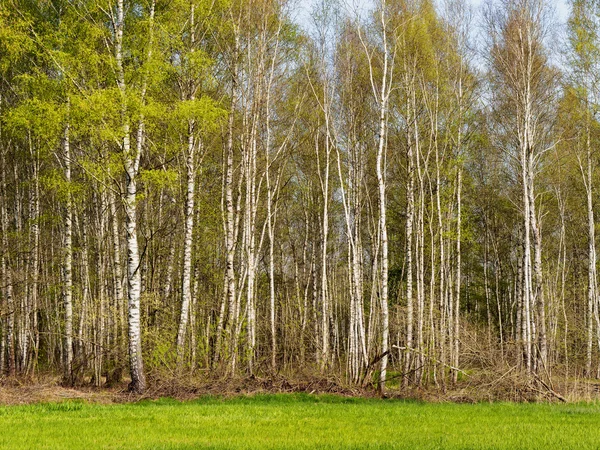 Foresta di betulle in primavera — Foto Stock