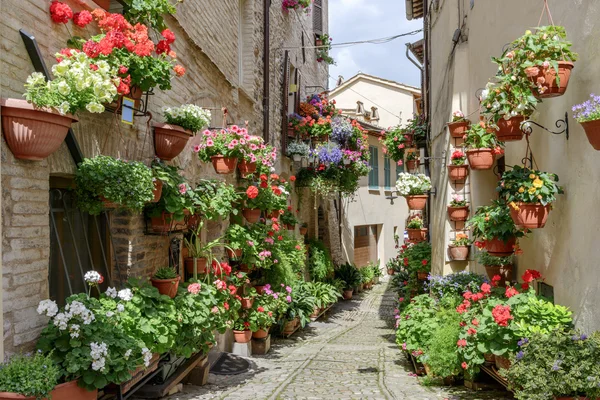 Цветы на боковой улице Spello — стоковое фото