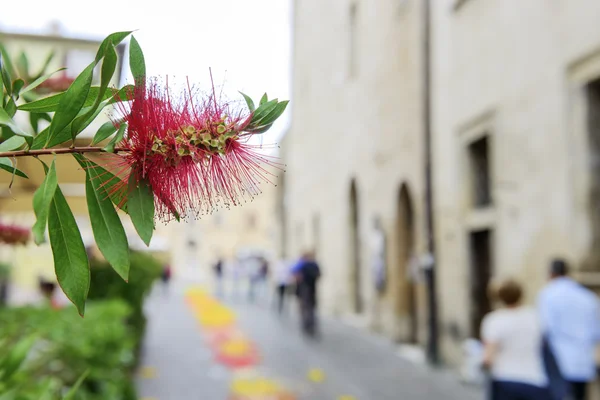 Flower with blurred houses and people — Stock Photo, Image