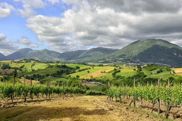 Typical landscape Marche Italy — Stock Photo, Image