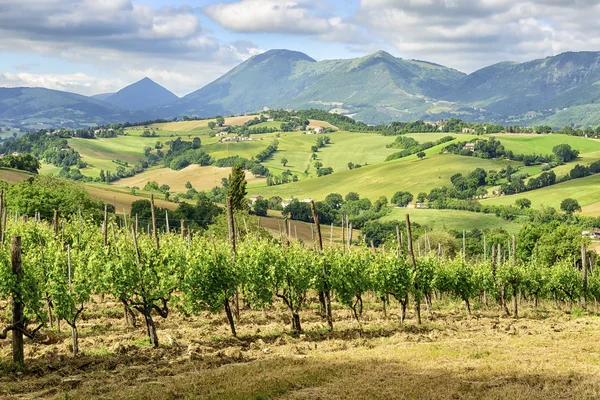 Paesaggio tipico Marche Italia — Foto Stock