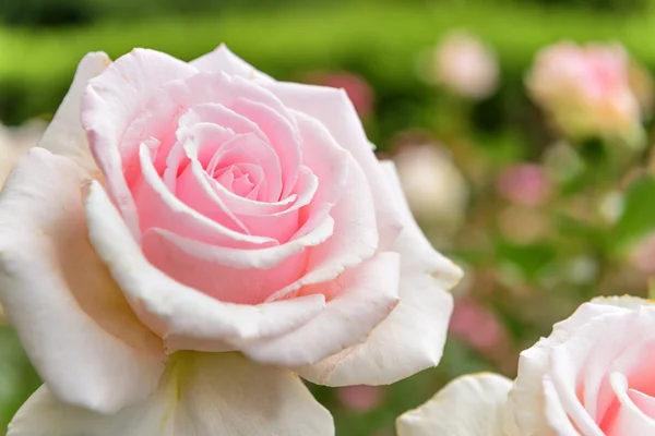 Rose garden in Italy Marche — Stock Photo, Image