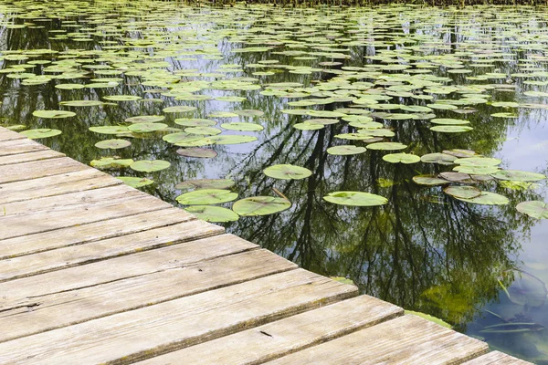 Jetty with water lilies — Stock Photo, Image