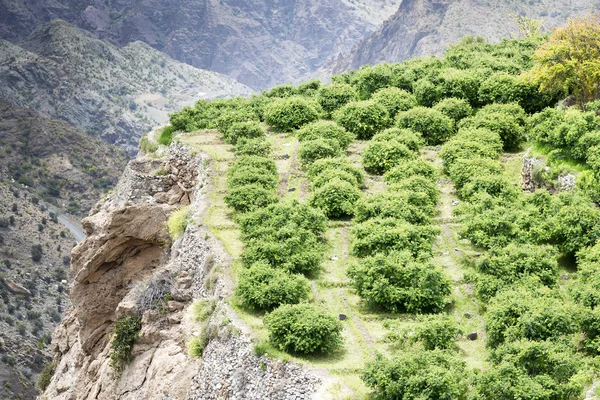 Oman Saiq Plateau — Stock Photo, Image