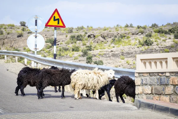 Sheeps Oman — Stock Photo, Image