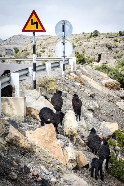 Sheeps Oman — Stock Photo, Image