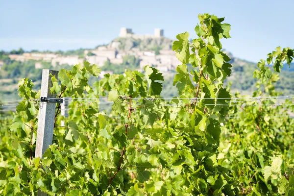 Grapevines near Montemassi — Stock Photo, Image