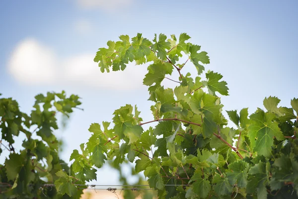 Grapevines lähellä Montemassi — kuvapankkivalokuva