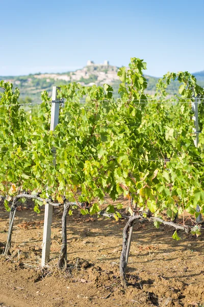 Grapevines lähellä Montemassi — kuvapankkivalokuva