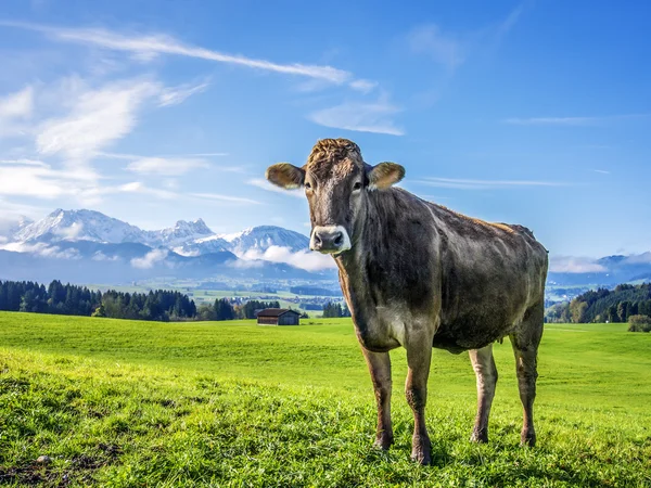 Vacca con alpi — Foto Stock