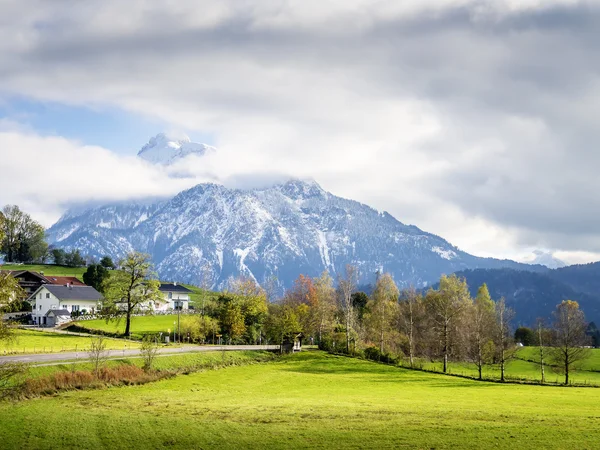 Sauling de montaña — Foto de Stock