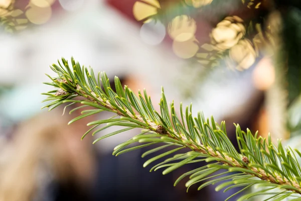 Nadelbaum auf Weihnachtsmarkt — Stockfoto