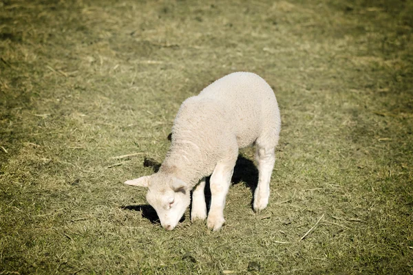 Lamb on meadow — Stock Photo, Image