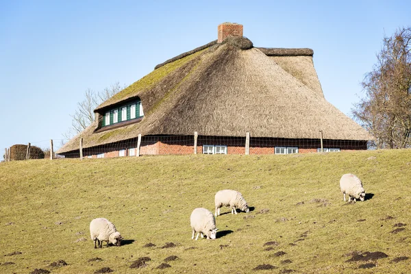 Schapen en huis met rieten dak — Stockfoto